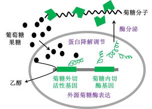 青岛能源所菊芋生物转化技术取得进展